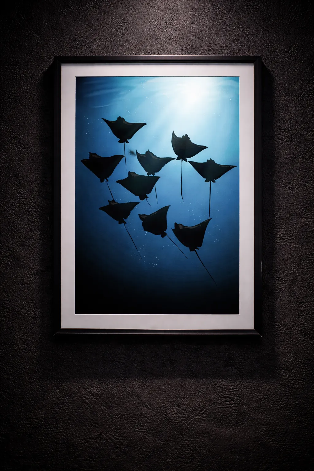 Manta Rays